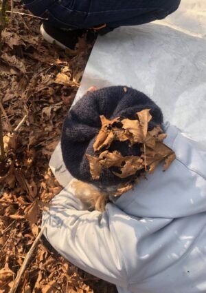 Arboreal Grandmothers Arboreal Grandmothers