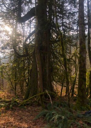 Arboreal Grandmothers Arboreal Grandmothers