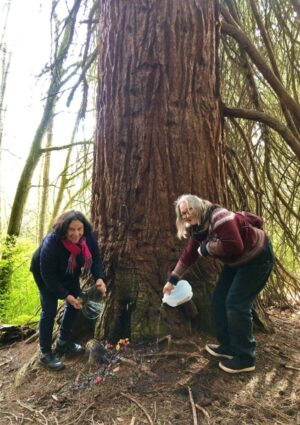 Arboreal Rain Dance Arboreal Rain Dance
