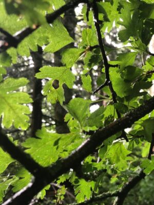 Heart of the Hawthorne