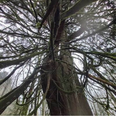 Arboreal Grandmothers Arboreal Grandmothers