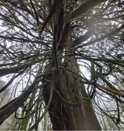 Arboreal Grandmothers