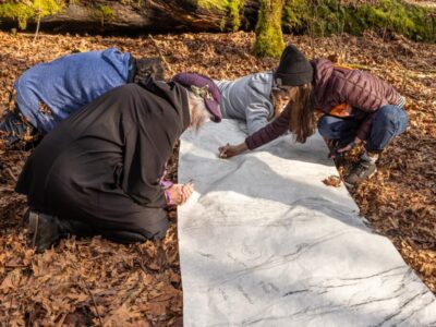 Arboreal Grandmothers Arboreal Grandmothers