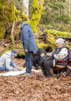 Arboreal Grandmothers
