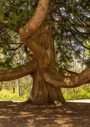 Arboreal Rain Dance Arboreal Rain Dance