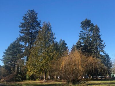 A Celebration of Life for the Trees