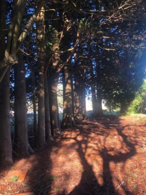 A Celebration of Life for the Trees