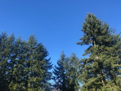 A Celebration of Life for the Trees