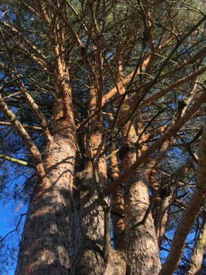 A Celebration of Life for the Trees