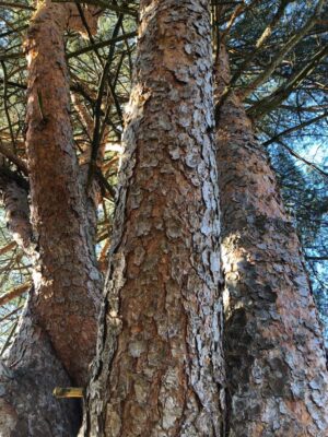 A Celebration of Life for the Trees