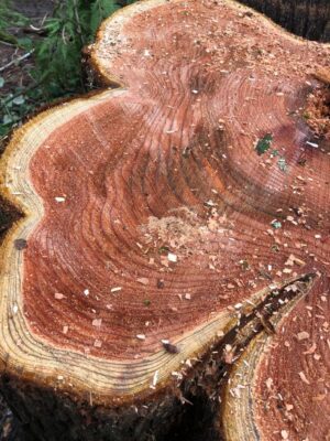 A Celebration of Life for the Trees