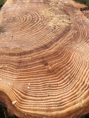 A Celebration of Life for the Trees A Celebration of Life for the Trees