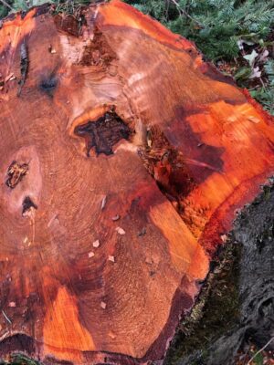 A Celebration of Life for the Trees A Celebration of Life for the Trees