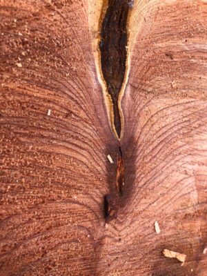 A Celebration of Life for the Trees A Celebration of Life for the Trees