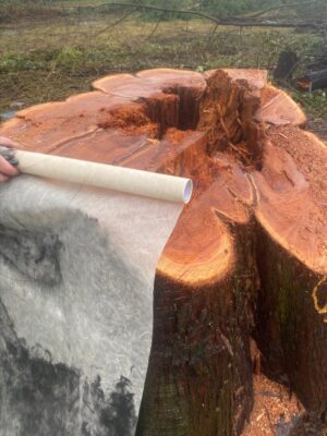 A Celebration of Life for the Trees A Celebration of Life for the Trees