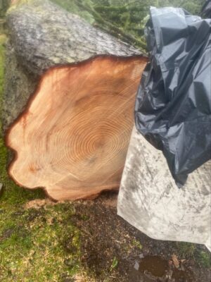 A Celebration of Life for the Trees A Celebration of Life for the Trees