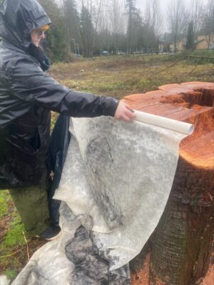 A Celebration of Life for the Trees A Celebration of Life for the Trees