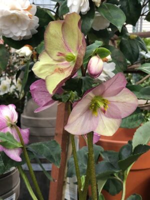 Waking the Wick Waking the Wick