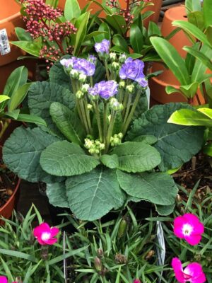 Waking the Wick Waking the Wick